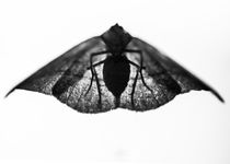 Goth Moth by Jon Woodhams