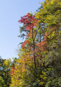 Trees In Autumn von John Bailey