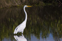 Great Egret Standing Out by John Bailey