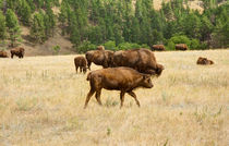 Families Of Bison by John Bailey