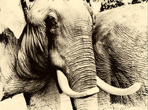 Elefant  von fraenks