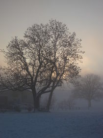 Tree in the foggy winter landscape von amineah