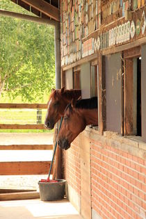 Two horses looking out of a stable von amineah
