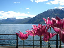 Pink tulips in front of a lake by amineah
