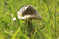 Mushroom in grass by amineah