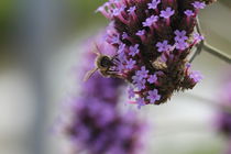 Bee on flower  von amineah