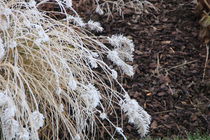 Winter grass von amineah
