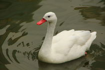 White duck by amineah
