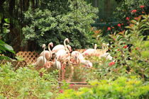 Flamingo von amineah