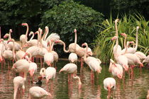 Flamingo von amineah