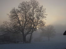 Tree in the foggy winter landscape by amineah