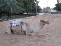 Dromedary in the desert  by amineah