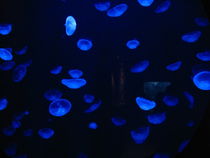 Jellyfish von amineah