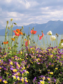 Flowers at the lake coast by amineah