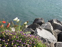 Floral Coast with Rocks by amineah