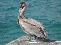 Pelican by amineah