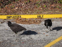 Black Birds - Employees only von amineah