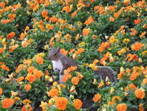 Squirrel in flower bed by amineah