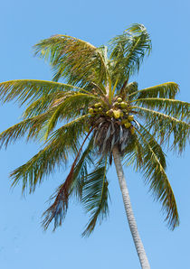 Windblown Coconut Palm by John Bailey