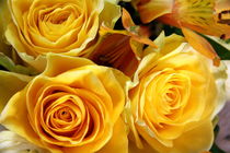 Yellow Roses by amineah