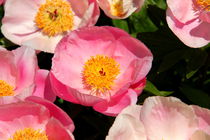 Pink flowers von amineah