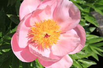 Close-Up pink Flower von amineah