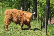 Long-haired Cow von amineah