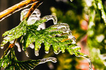 Icy Evergreen von Jon Woodhams