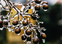 Ice on Crape Myrtle Seed Pods von Jon Woodhams