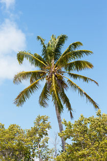 Coconut Palm Tree von John Bailey