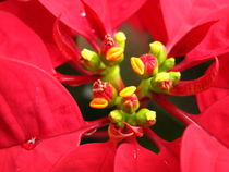 Close-Up Pointsettia by amineah