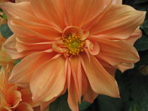 Orange Flower von amineah