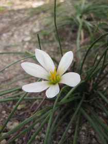 Small White Flower von amineah