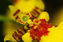 Gelbe Orchidee II von amineah