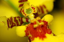 Gelbe Orchidee von amineah