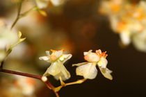 White Orchidee von amineah