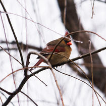 Female Cardinal in the Willow by Jon Woodhams