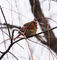 Windsor-birds-snow-old-cameras-005-cardinal-lr-squ-nowm-crop