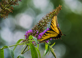 Memphis-botanic-garden-quest-for-butterflies-raw-5x7-120
