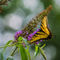 Memphis-botanic-garden-quest-for-butterflies-raw-5x7-120