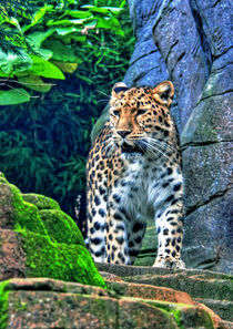 The leopard  by Doug McRae