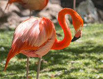 Reticent Flamingo von John Bailey