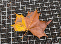 maple leaf von hansenn