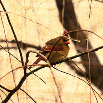 Female Cardinal in the Willow II by Jon Woodhams