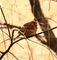 Windsor-birds-snow-old-cameras-005-cardinal-lr-squ-nowm-crop-texture