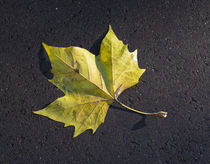 maple leaf by hansenn
