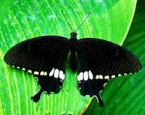 Moth von Irfan Gillani