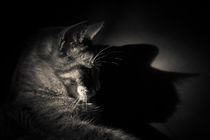 Shadow of a Cat's Thoughts von loriental-photography