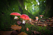mushrooms in forest by hansenn