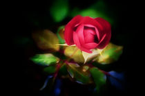 Rote Rose by mario-s